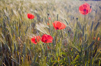 Summer Poppies and Wheat in Tuscany von Danita Delimont