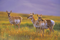 Pronghorn Antelope in Montana by Danita Delimont