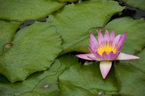 Water garden lily pond von Danita Delimont