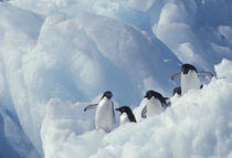Adelie penguins by Danita Delimont