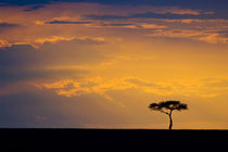 Sunrise silhouettes small acacia tree by Danita Delimont