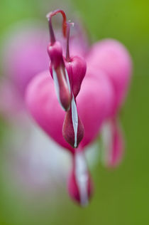 Dramatic color and shape of bleeding heart flowers von Danita Delimont