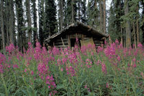 Abandoned trappers cabin amid fireweed near Ross River von Danita Delimont