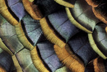 South American oscellated turkey feather pattern von Danita Delimont