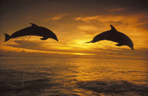 Bottlenose dolphins (Tursiops truncatus) by Danita Delimont