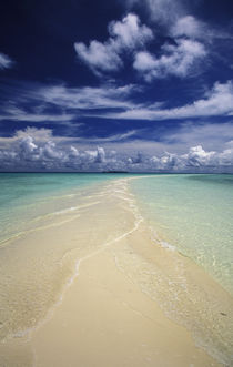 Beach in Palau by Danita Delimont