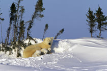 Polar Bear (Ursus maritimus) and cubs by Danita Delimont