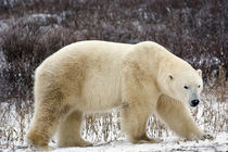 Polar Bear (Ursus maritimus) in Churchill Manitoba Canada von Danita Delimont
