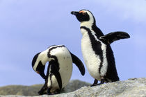 Jackass Penguins (Phalacrocorax capensis) on top of rock by Danita Delimont