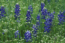 Texas Bluebonnet and Wild Buckwheat (Lupinus texensis/ Erigonum) by Danita Delimont