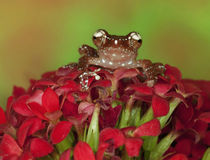 Close-up of Cinnamon Tree Frog on red flowers by Danita Delimont