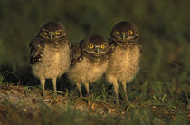 Three Burrowing Owls (Athene cunicularia) by Danita Delimont