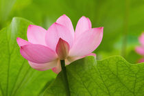 Lotus blossom with leaves by Danita Delimont