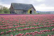 Tulip Field and Barn by Danita Delimont