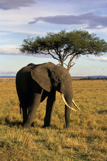 An elehpant in the Maasai Mara by Danita Delimont