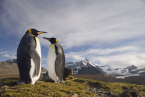 King Penguins (Aptenodytes patagonicus) in hills above shoreline overlooking massive rookery along Saint Andrews Bay von Danita Delimont