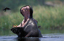 Hippopotamus (Hippopotamus amphibius) yawning threat display in Khwai River by Danita Delimont