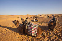 Camel caravan von Danita Delimont
