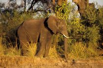 African Elephant by Danita Delimont