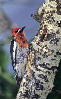 Male red-breasted sapsucker perched on aspen tree von Danita Delimont
