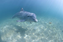 Captive Bottlenose Dolphin (Tursiops truncatus) swimming in Caribbean Sea at UNEXSO site by Danita Delimont