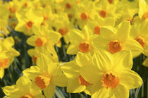 Daffodils by Danita Delimont