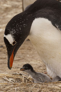 These penguins are resident and breed in the Falklands by Danita Delimont