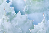 Agave (Agave colorata) von Danita Delimont