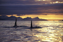 Orca or Killer whales von Danita Delimont