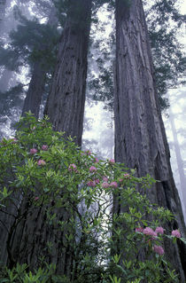 Coast Redwoods and Rhododendrons by Danita Delimont