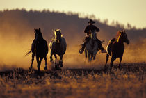 Cowboy and horses running PR (MR) von Danita Delimont