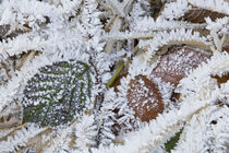 Wild Himalayan Blackberry leaves and frost by Danita Delimont