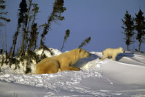 Polar Bear (Ursus maritimus) and cub by Danita Delimont