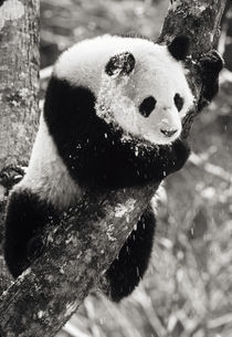 Giant Panda in winter snow at Wolong Nature Reserve; one year male by Danita Delimont