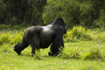 Mountain Gorillas (Gorilla beringei beringei) Sabyinyo Silverback walking across meadow by Danita Delimont