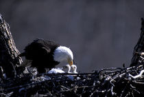 American bald eagle at nest with babies Halieaetus leucocephalus von Danita Delimont