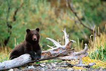Brown Bear Cub von Danita Delimont