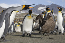 Brown Skua (Catharacta lonnbergi) approaches King Penguins (Aptenodytes patagonicus) along shoreline at massive rookery along Saint Andrews Bay by Danita Delimont