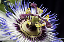 Passionflower close-up (MR) by Danita Delimont