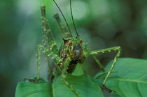 Camouflaged katydid in understory herbs by Danita Delimont