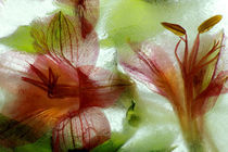 Flowers in ice von Danita Delimont