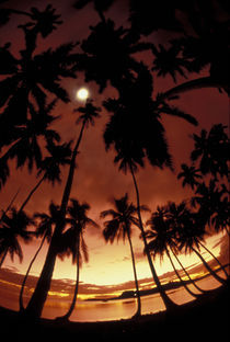 French Polynesia Sunset shot through palm trees by Danita Delimont
