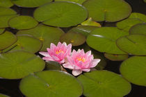 Flowering water lilies von Danita Delimont