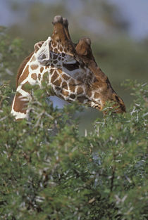 A reticulated giraffe browsing on an Acacia tree by Danita Delimont