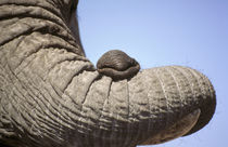 Elephant trunk (Loxodanta africana) von Danita Delimont