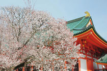 Cherry blossom of Shinto von Danita Delimont