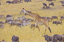 Maasai Giraffes roaming across the Maasai Mara Kenya by Danita Delimont