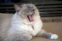 Neva Masquerade cat yawning by Danita Delimont