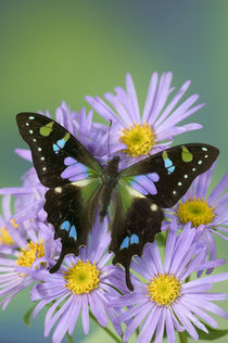 Graphium weiskei the Purple Spotted Swallowtail Butterfly von Danita Delimont