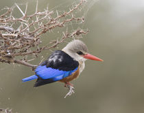 Close-up of gray-headed kingfisher perched on limb von Danita Delimont